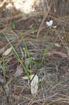 Florida scrub roseling